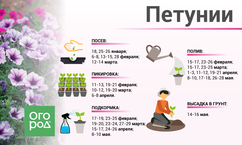 Схема посадки рассады петунии. Схема подкормки рассады петунии. Таблица подкормки рассады петунии. Таблица подкормки рассады цветов петуньи.